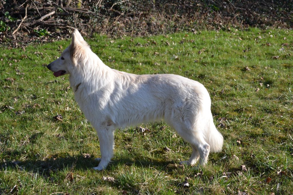 Loup-anne du petit Duc Victoria