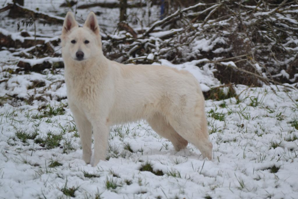 Paris du glacier des loups