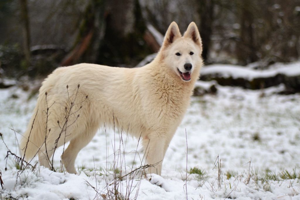 Phantasia du glacier des loups