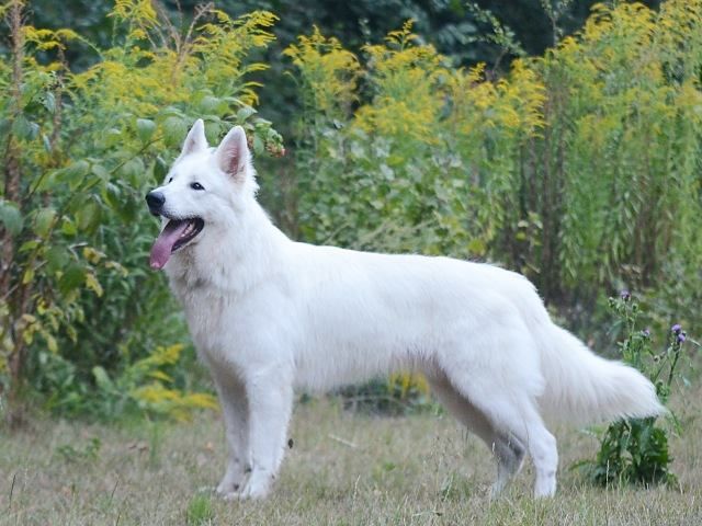 Néros du Glacier des Loups 