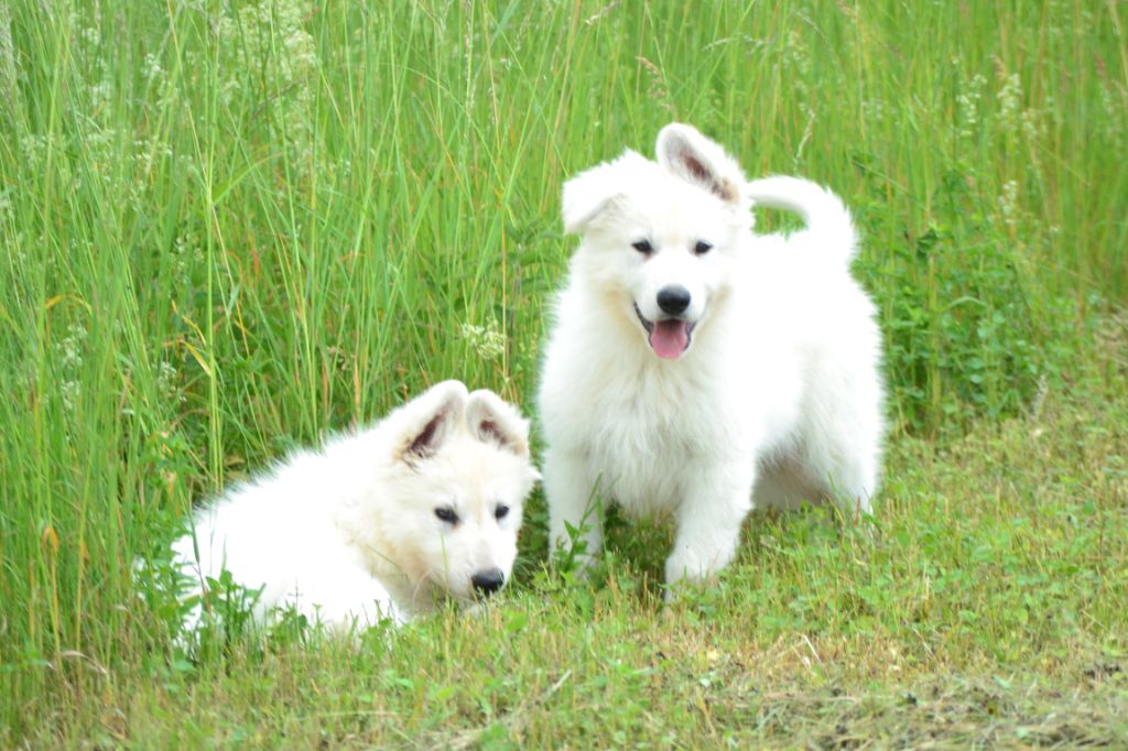 Les chiots à l'élevage 